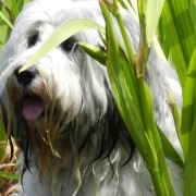 filova vegetarische hond banner