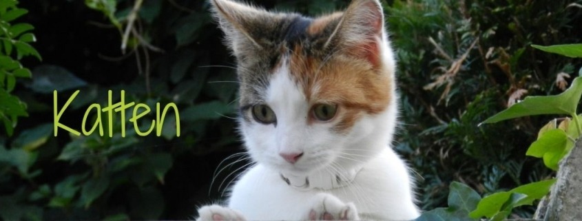 Kattenspeciaalzaak Filova Heist-op-den-Berg