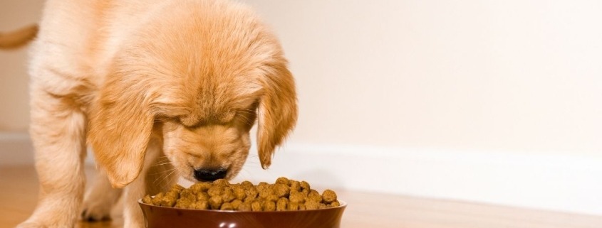 Hoe kan je de verschillende brokvoedingen van honden vergelijken | Filova hondenspeciaalzaak
